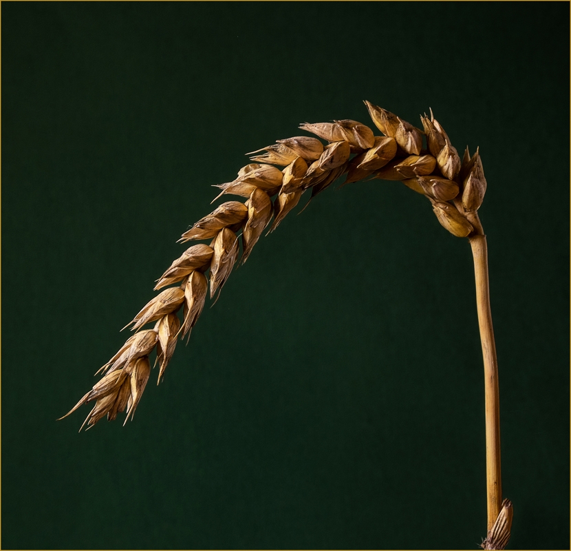 Ear of Wheat